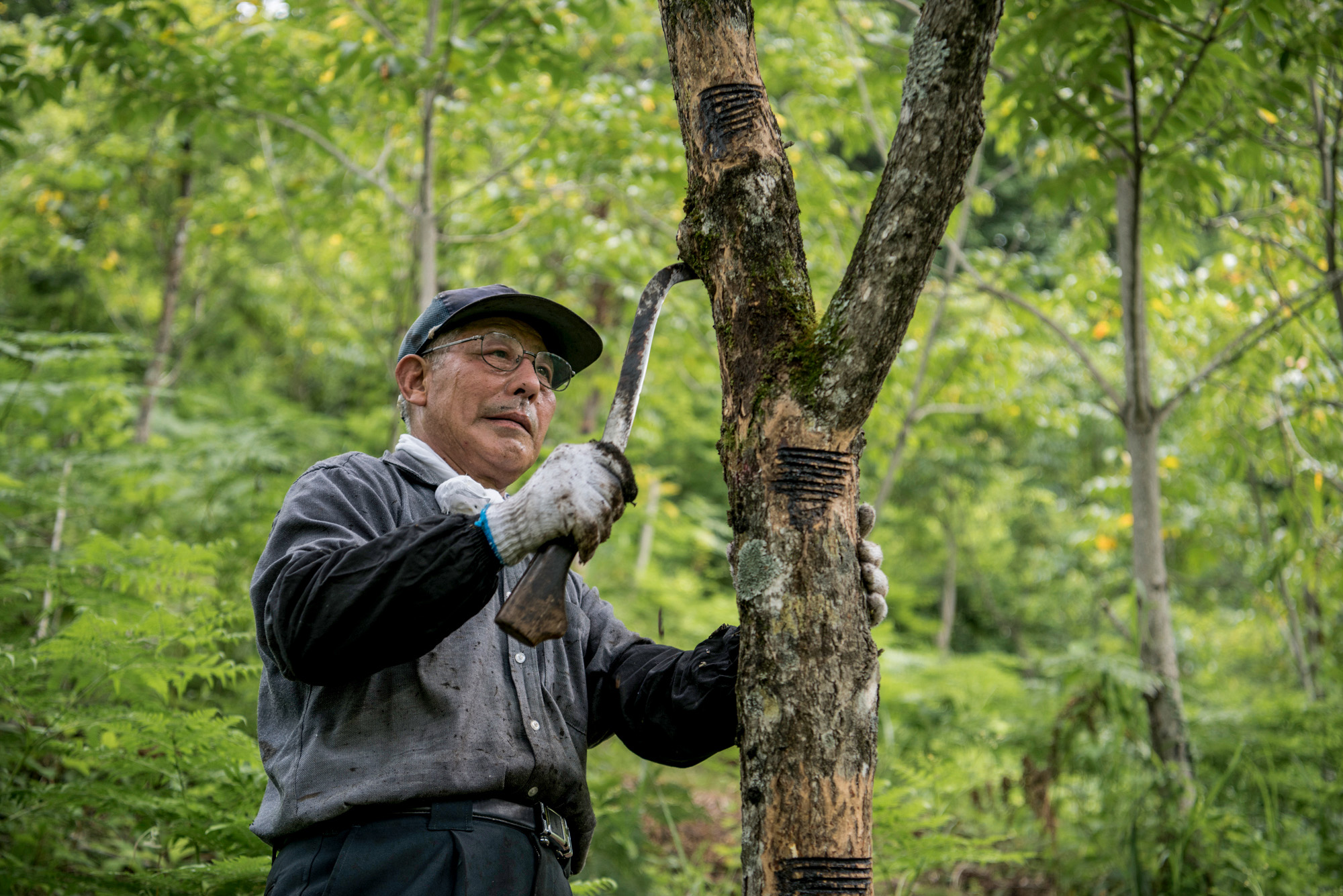 【chou chou3月号Pickup】初めての漆器③ 国内最大の産地・浄法寺の漆を知る