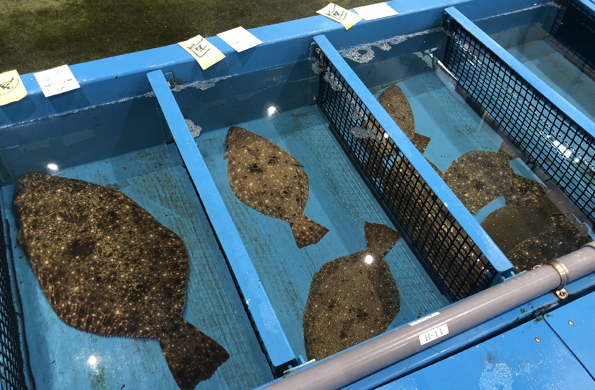 八戸市第２魚市場に上場された活魚ヒラメ。左は特大サイズだ＝１６日