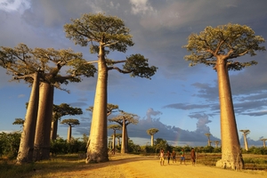 【世界おもしろ植物の旅】あまりの大きさに感動　バオバブの並木道