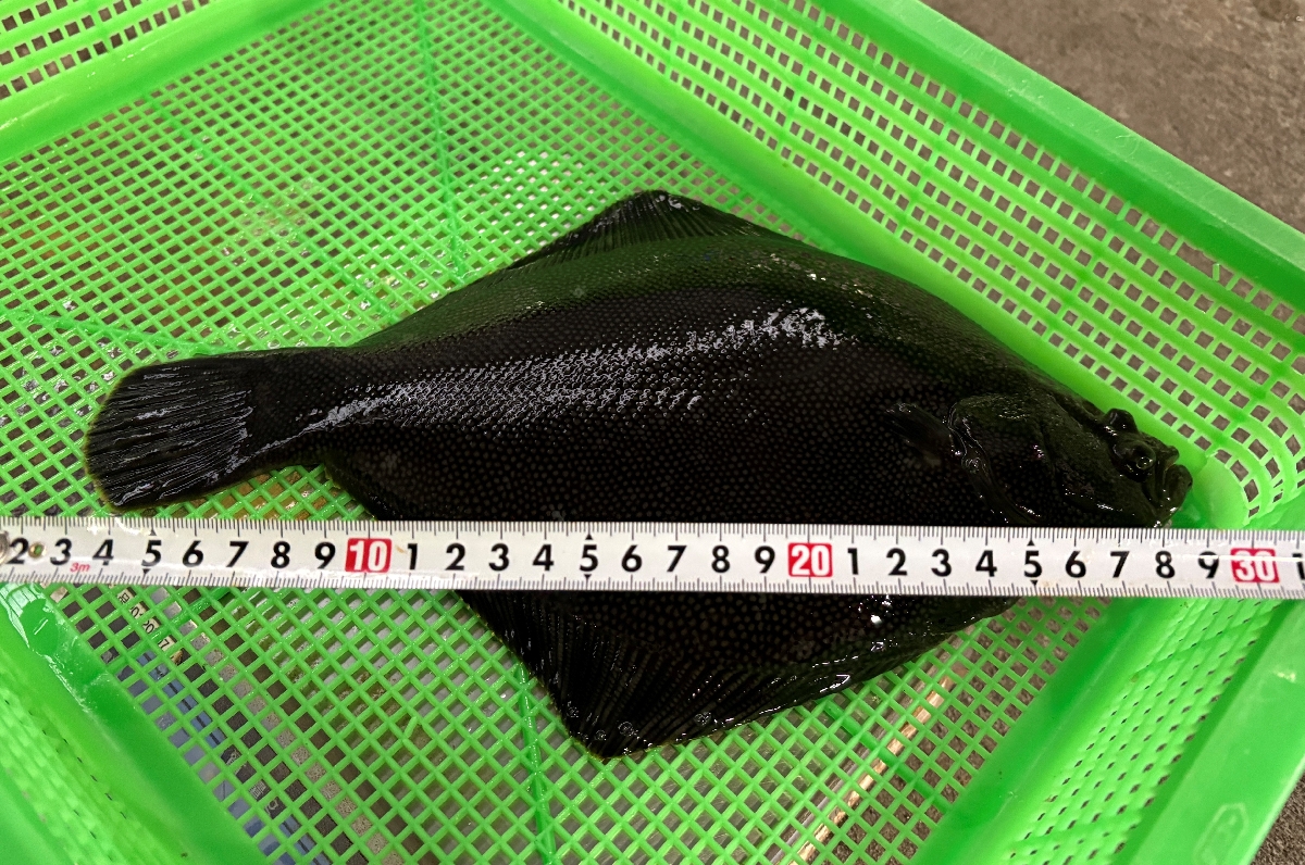 順調に成長している陸上養殖のマツカワ(八戸市水産事務所提供)