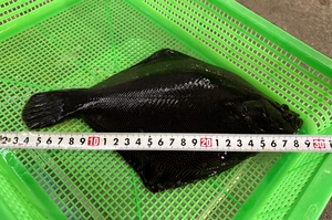 マツカワ、ぐんぐん成長　陸上養殖順調、重さ約500グラムに