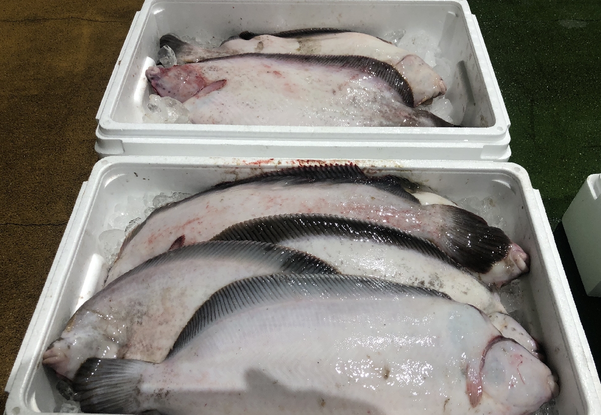 中型底引き網船が水揚げしたナメタガレイ＝１９日、八戸市第２魚市場