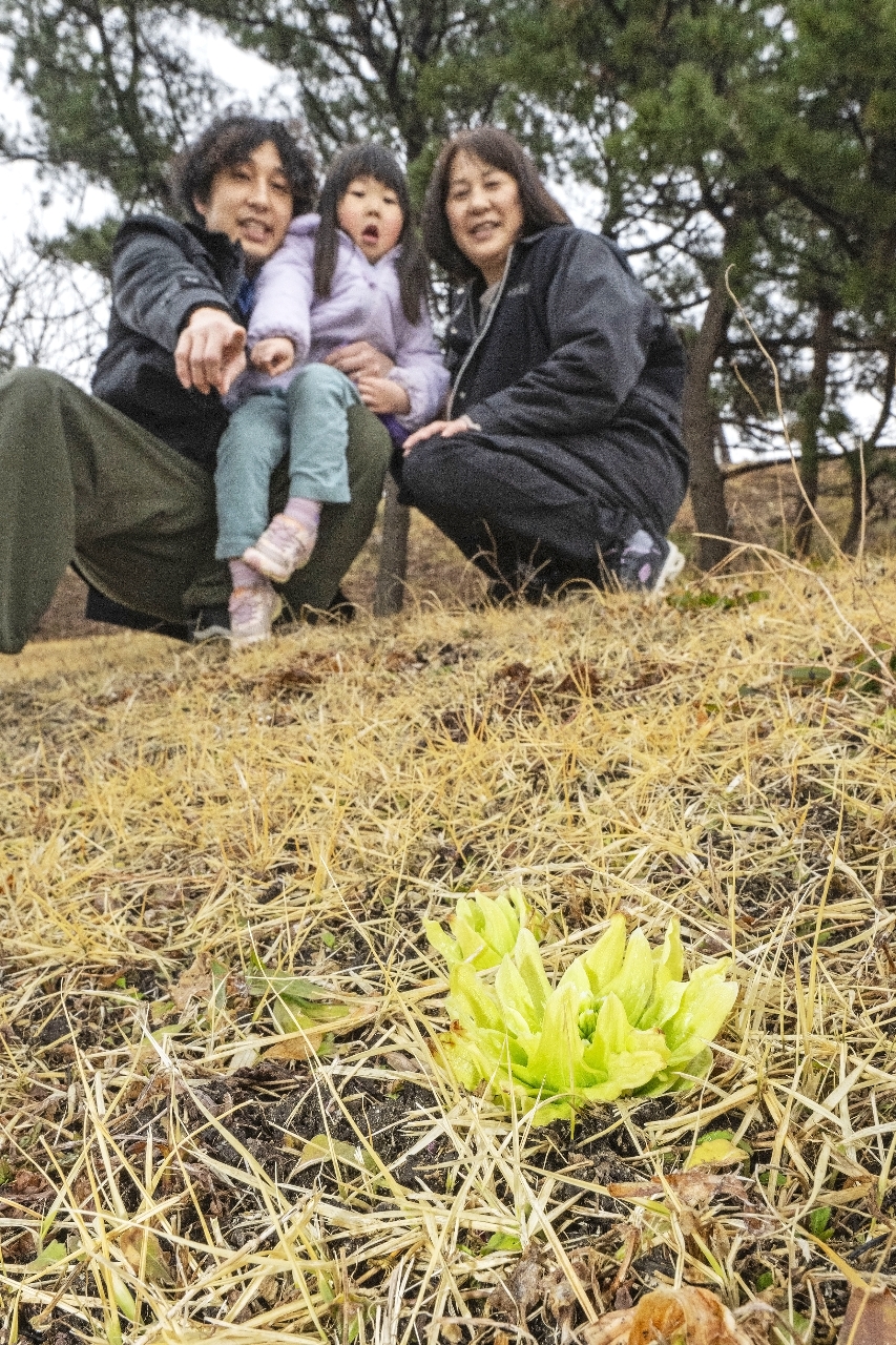 土から顔を出し、生命の息吹を感じさせるフキノトウ＝１９日、八戸市