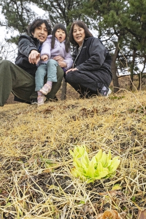 フキノトウ、土からひょっこり 20日は「春分の日」