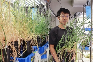 【ニュースで解けた？】トウモロコシコムギ開発