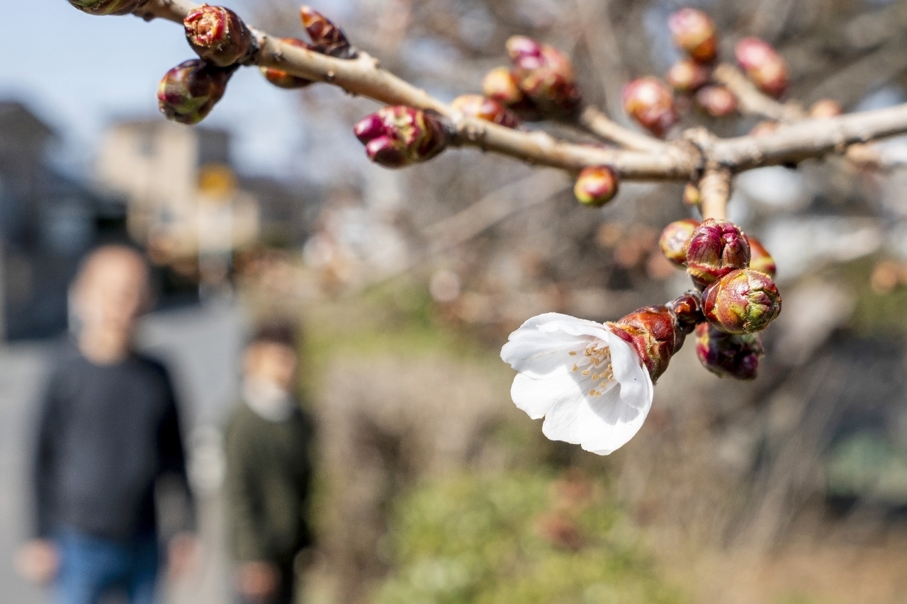 陽気に誘われ、咲き始めたヤマザクラ＝２０日、八戸市