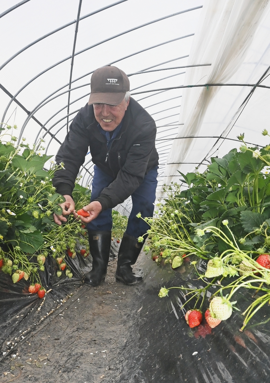 【東日本大震災15年】立ち直れども課題新たに 「八戸いちご」後継者不足に直面