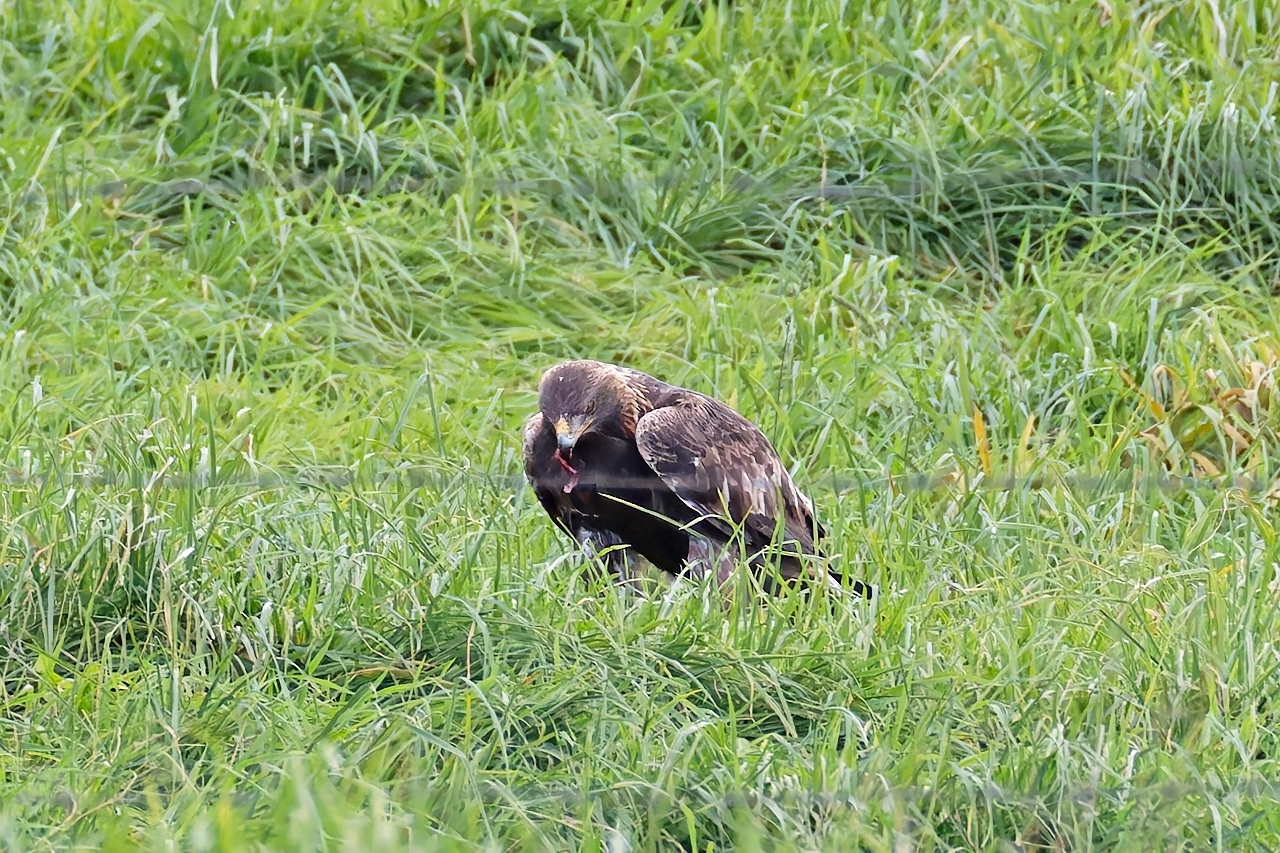 惣辺放牧場内で仕留めた獲物を食べるイヌワシの雄の成鳥＝２０２５年１０月８日、十和田市奥瀬（市民団体「とりどり」提供）