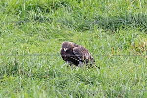 計画区域内にイヌワシ確認 惣辺奥瀬風力、市民団体「事業見直しを」