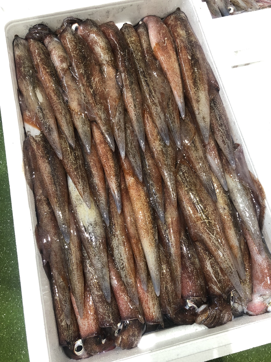 中型底引き網船が水揚げしたヤリイカ＝２３日、八戸市第２魚市場