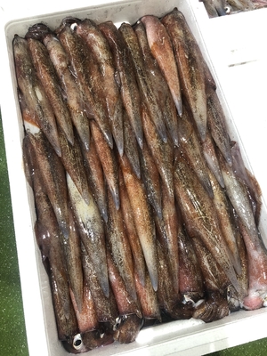 旬だより「ヤリイカ」(3月23日・八戸市第2魚市場)