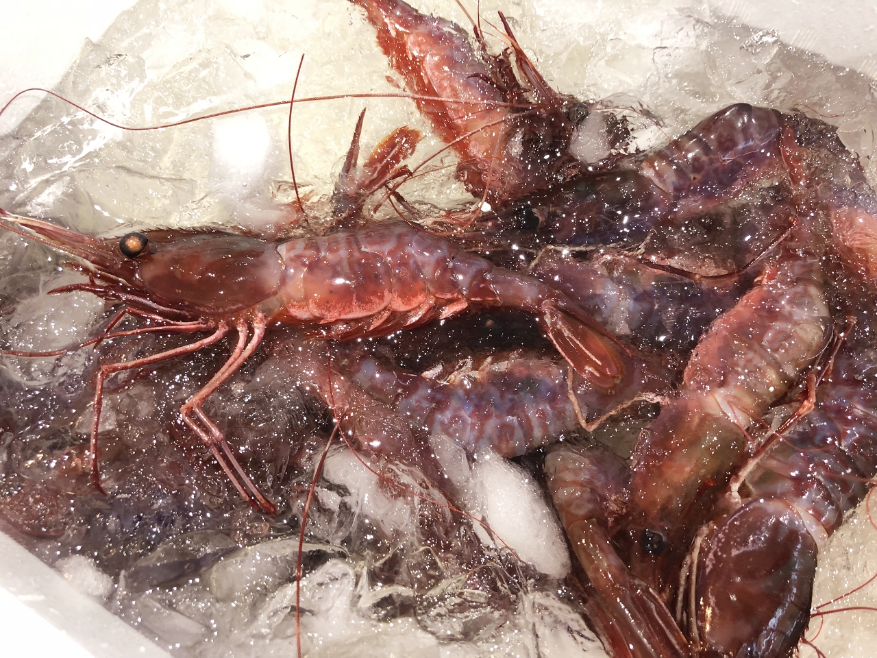 中型底引き網船が漁獲したブドウエビ=26日、八戸市第2魚市場