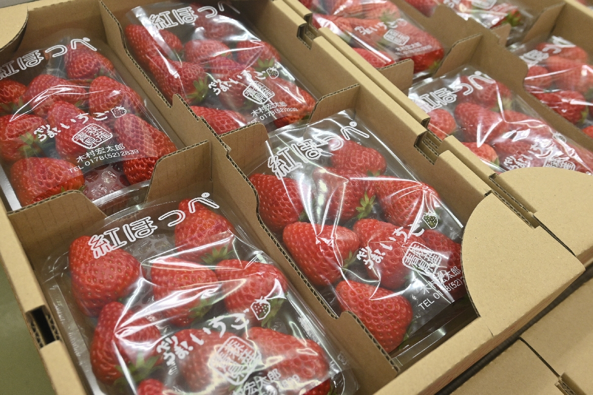 八戸市市川地区が主産地の「八戸いちご」=27日、同市