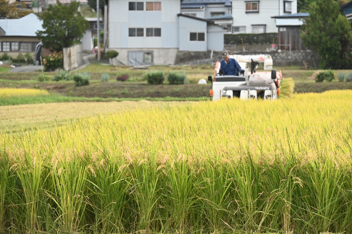 2025年産米の食味ランキングで青森県産米は高評価を獲得した=2025年9月、八戸市