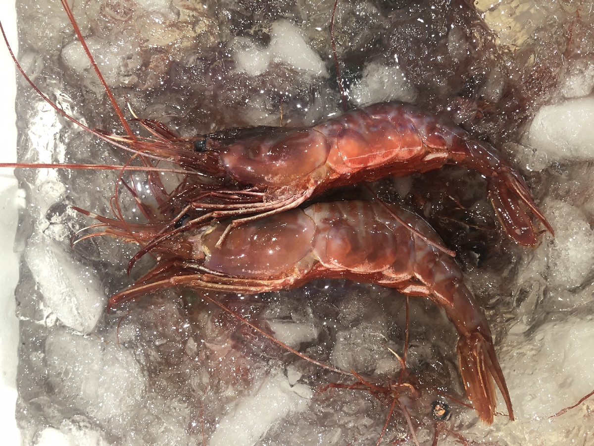 「幻のエビ」とも呼ばれるブドウエビ＝３０日、八戸市第２魚市場