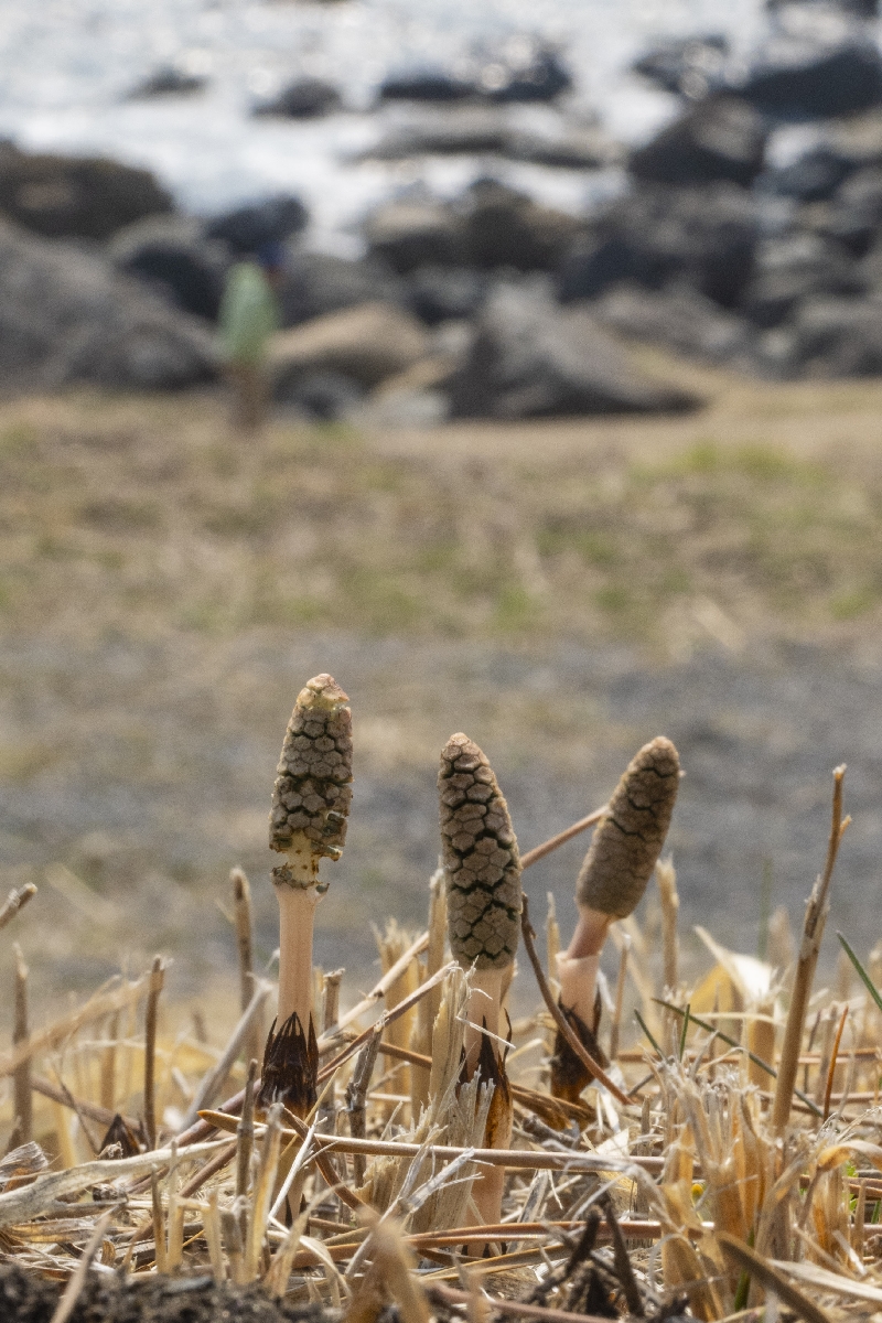 地面から顔を出し始めたツクシ＝３０日、八戸市鮫町の中須賀遊歩道付近