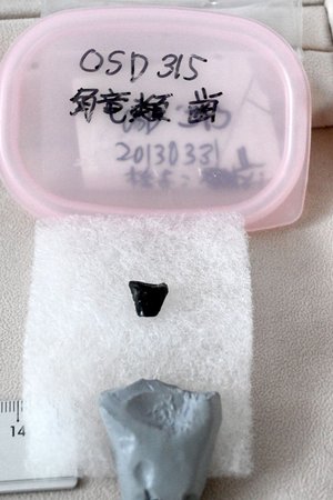 東日本初「角竜類」の化石発見　久慈・９千万年前の地層から、国内４例目