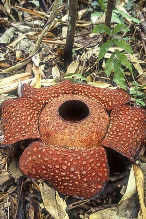 【世界おもしろ植物の旅】大きさ１メートルの「人食い花」　不気味なラフレシア