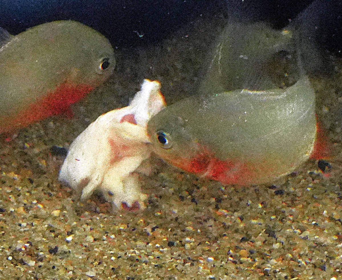　肉に食いつくピラニア＝神奈川県相模原市の相模川ふれあい科学館