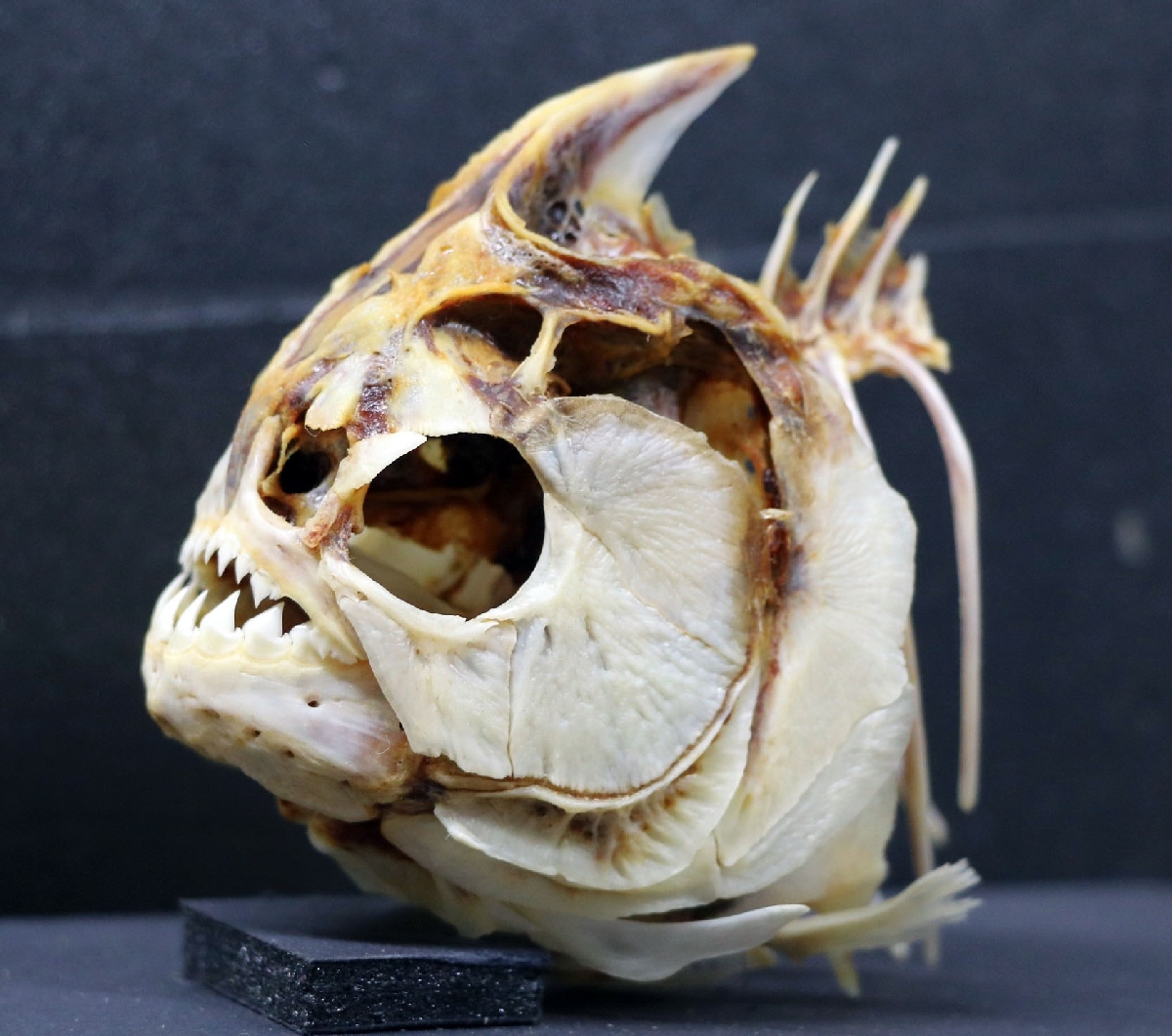 　ピラニアの頭のほね。歯がするどい（相模川ふれあい科学館提供）