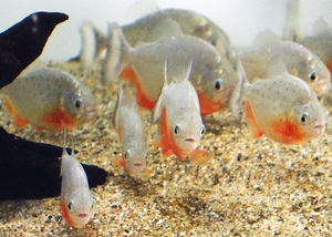 【生き物大好き】ピラニア　「凶暴のスイッチ」が入る