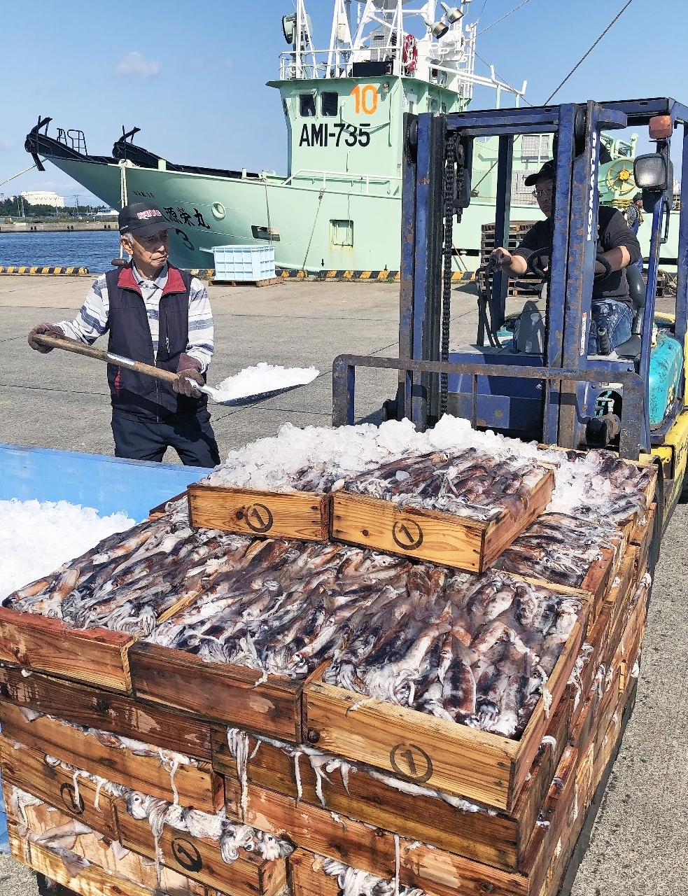 沖合底引き網船が水揚げしたスルメイカ。4月から新たな漁期に切り替わる=2025年10月、八戸港