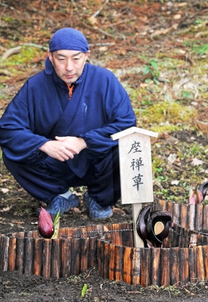 ザゼンソウ、気品高く　南部・法光寺で見頃迎える