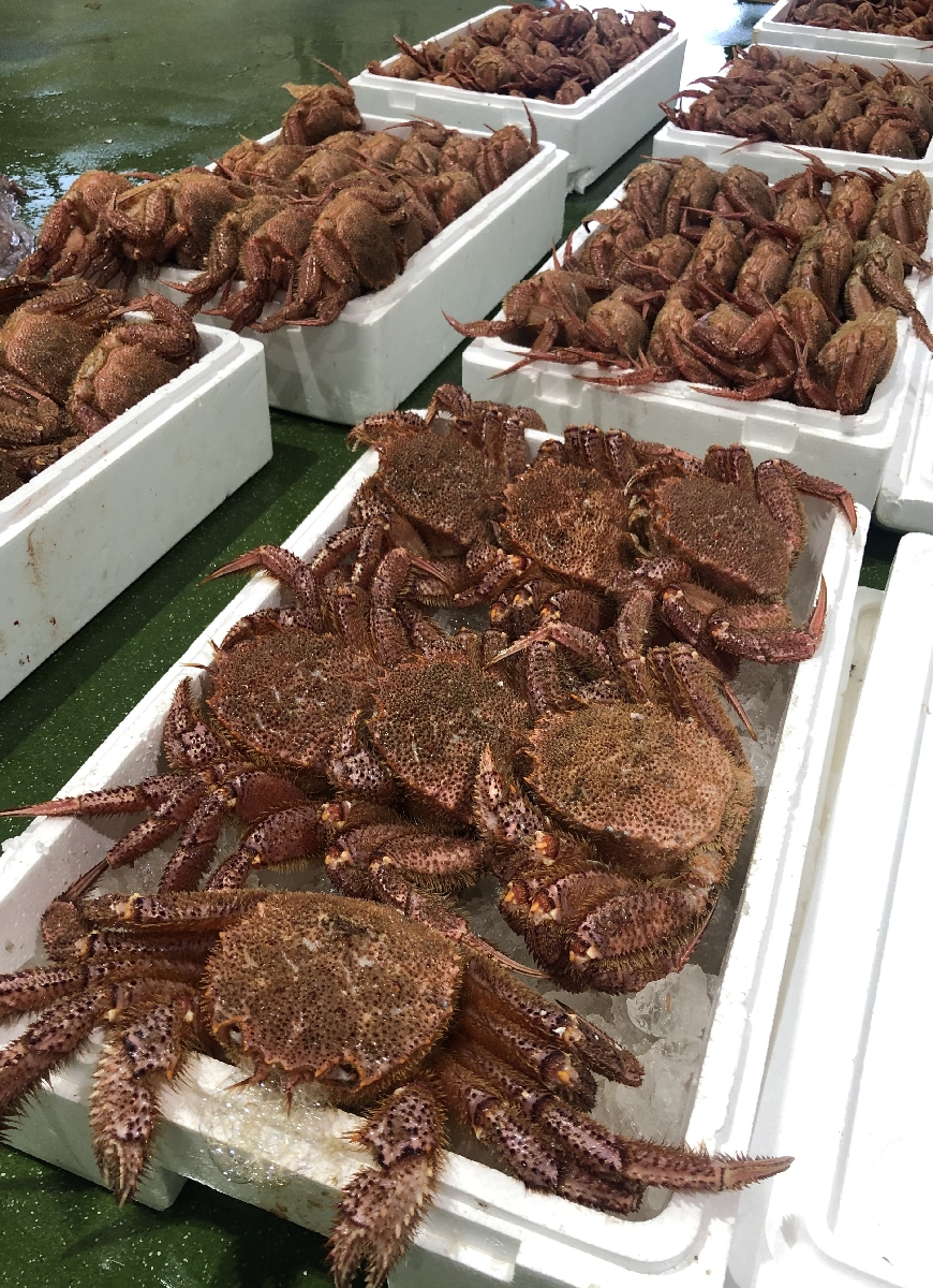 中型底引き網船が水揚げした毛ガニ＝２日、八戸市第２魚市場