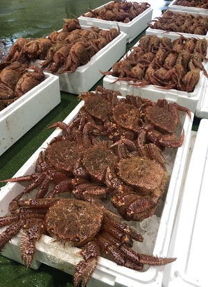 旬だより「毛ガニ」(4月2日・八戸市第2魚市場)