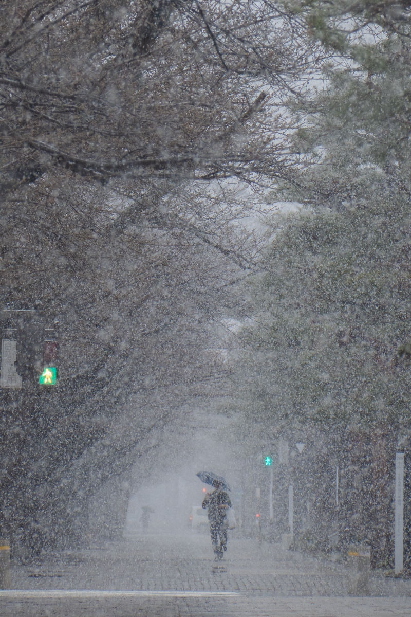 八戸や十和田で雪 花冷えの一日に