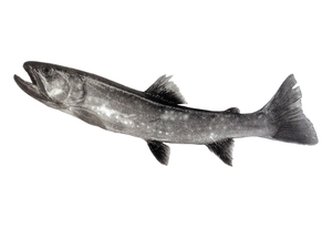 【釣果じまん】イワナ/川尻川