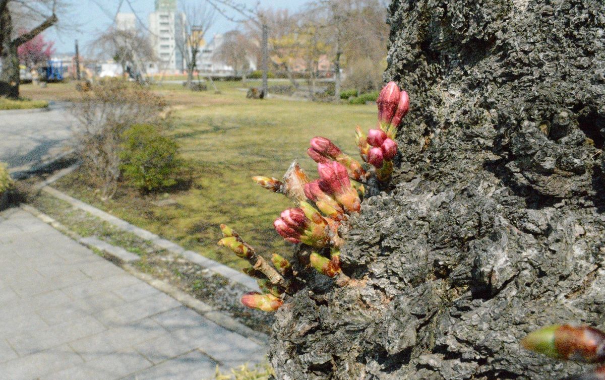 三八城公園の胴吹き。つぼみが色づいているのが分かる