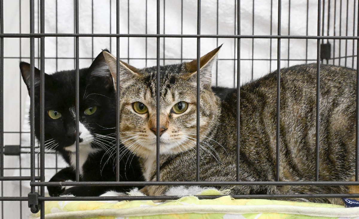 宮城県富谷市の県動物愛護センターで保護されている猫=3月