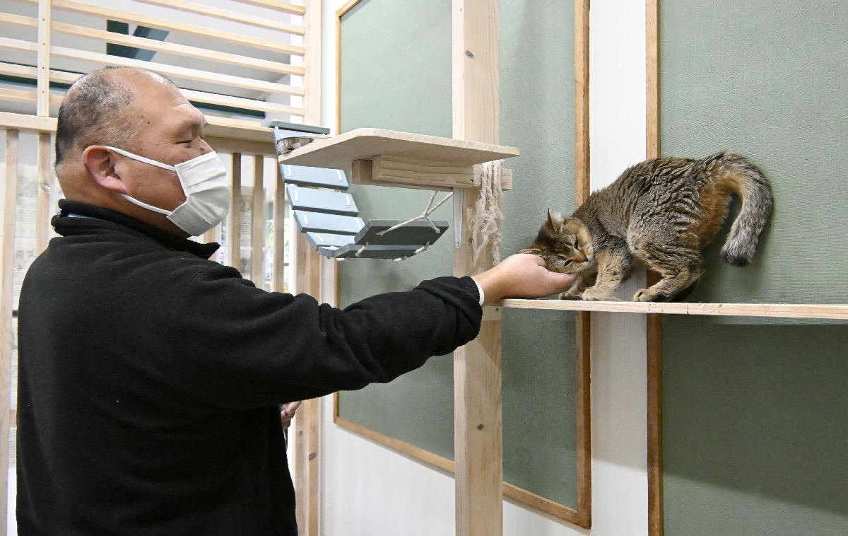宮城県富谷市の県動物愛護センターで保護されている猫=3月