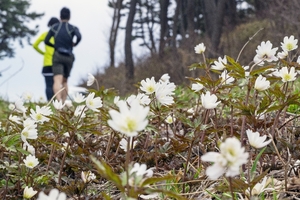 キクザキイチゲ、浜風に揺れ　５日は「清明」／八戸