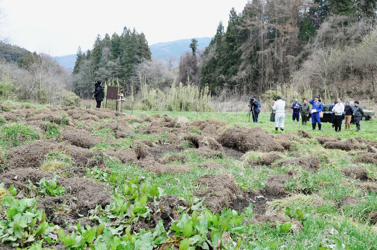 農地のイノシシ被害深刻　掘り返されでこぼこ、農作業に支障／南部町