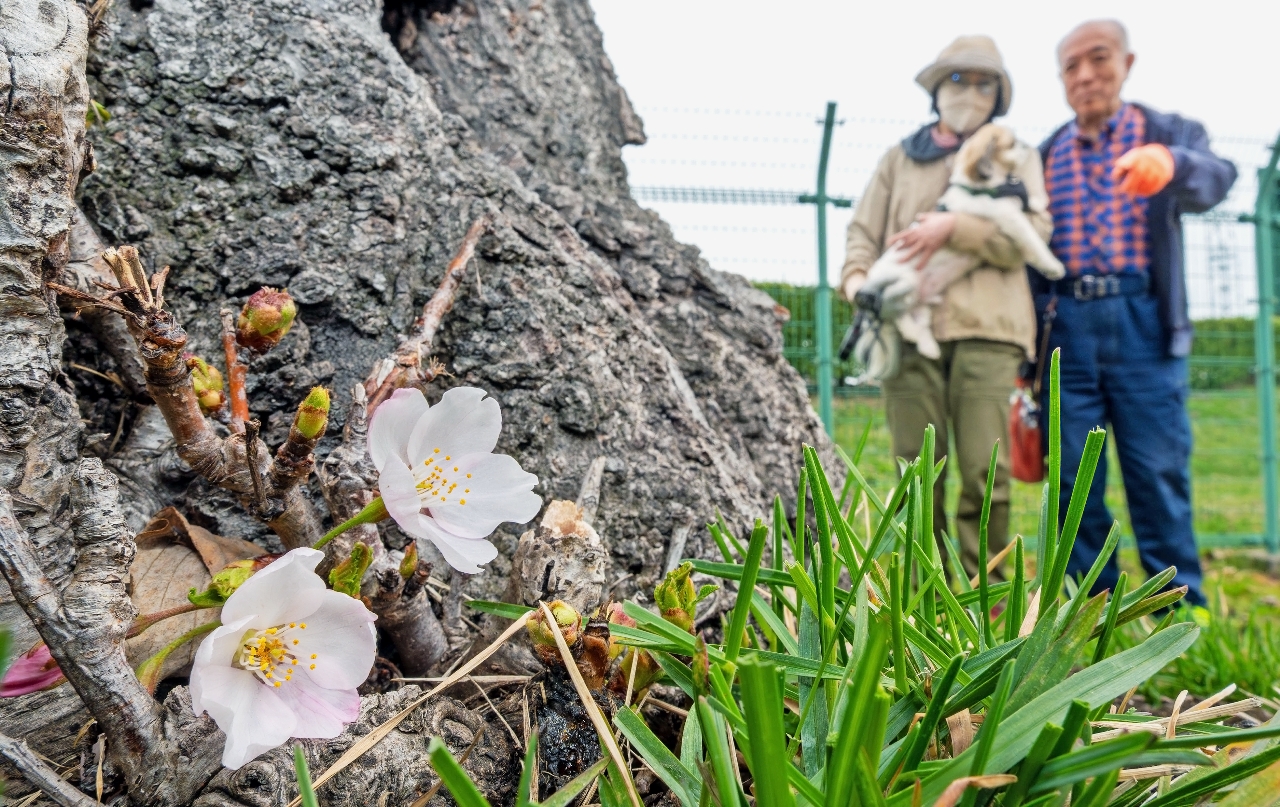 幹から花を咲かせるソメイヨシノ=4日午前11時半ごろ、八戸市の長根公園