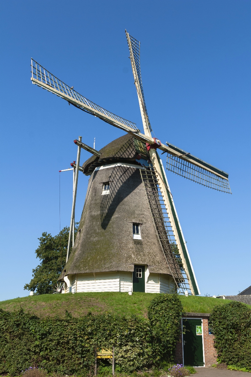 　風車小屋の屋根やかべが、ヨシで造られていました＝オランダの首都アムステルダム