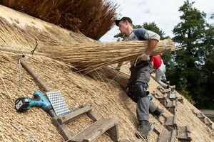 【世界おもしろ植物の旅】かやぶき屋根のヨシ　オランダでも人気