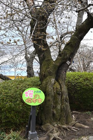 桜シーズンは目前！過去10年の館鼻公園の開花宣言日を振り返り