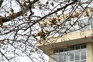 桜シーズンは目前!過去10年の館鼻公園の開花宣言日を振り返り