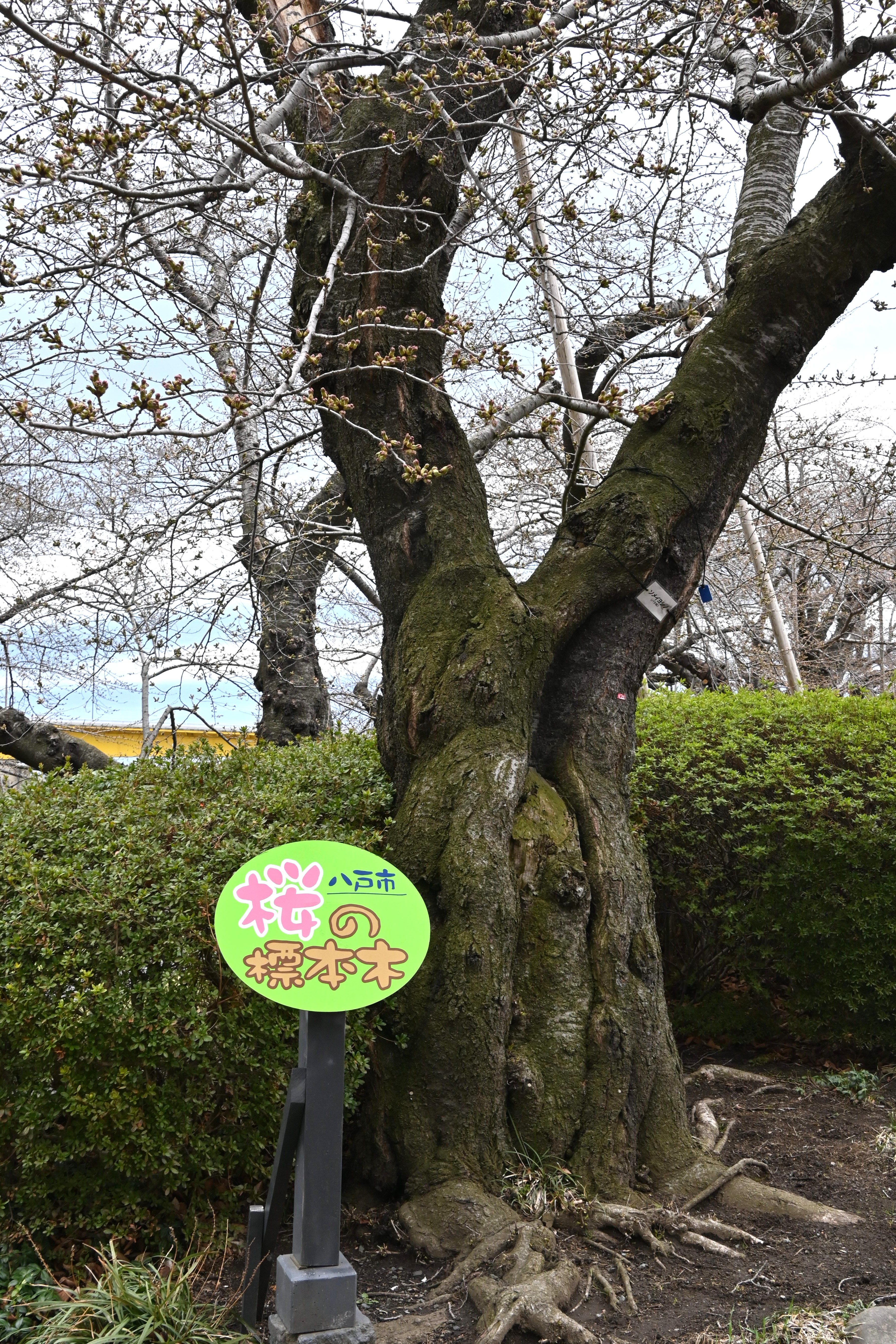 館鼻公園にある桜の標準木。開花の日も近い=7日