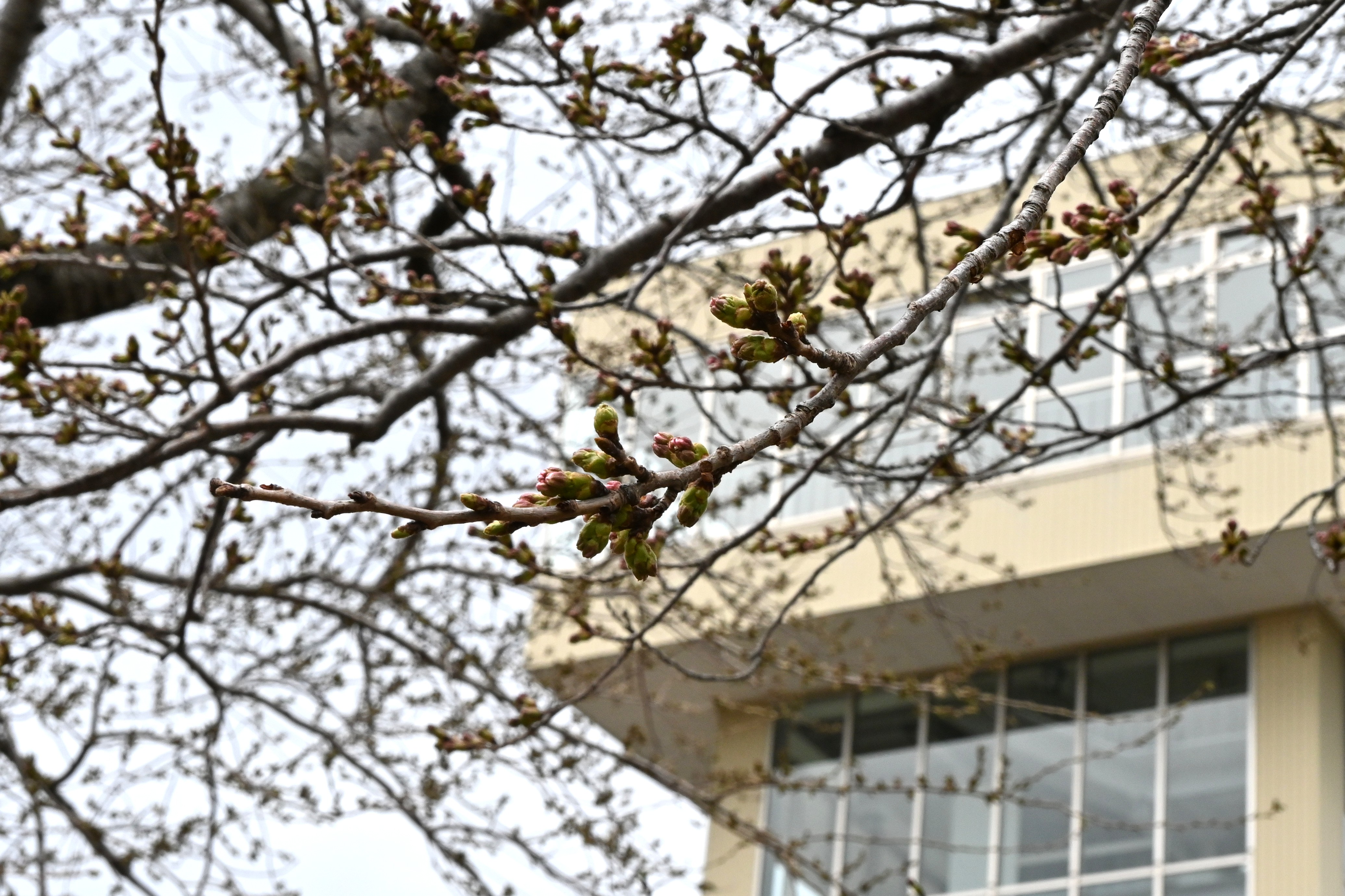 館鼻公園の桜。つぼみはピンクに色づいており、もうすぐ花を咲かせそう=7日