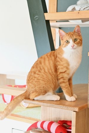 【八戸ねこ物語】(58)ラテ君（猫処またたび亭）