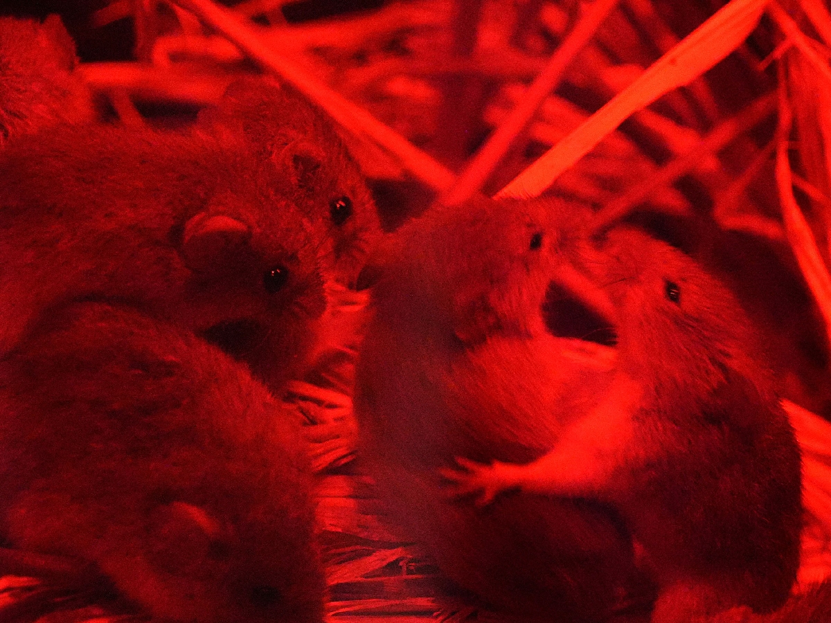 「夜の水槽」にいるカヤネズミたち。動きがおもしろい=神奈川県相模原市の相模川ふれあい科学館