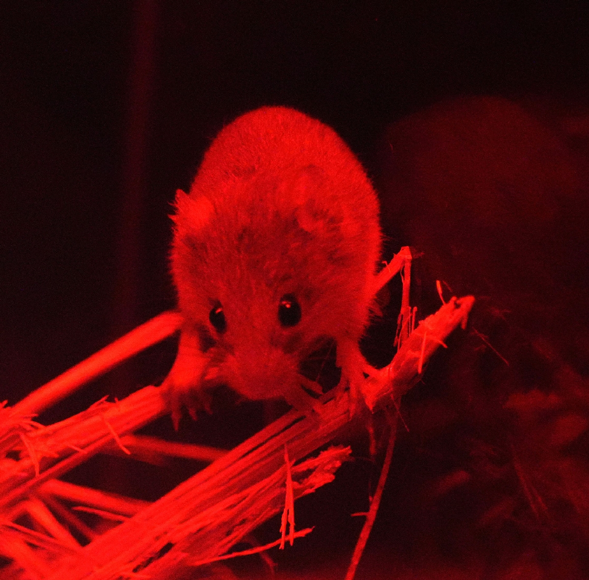 「夜の水槽」にいるカヤネズミ。活発に動く=神奈川県相模原市の相模川ふれあい科学館