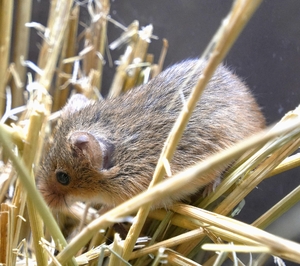 【生きもの大好き】カヤネズミ 夜の水槽ではすばやく動く
