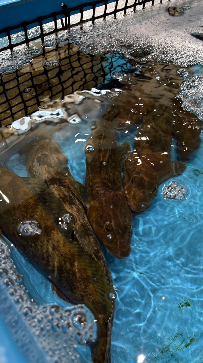 アブラメ（アイナメ）