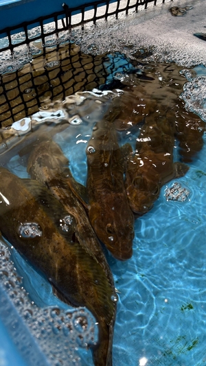 旬だより「アブラメ」(4月9日・八戸市第2魚市場)