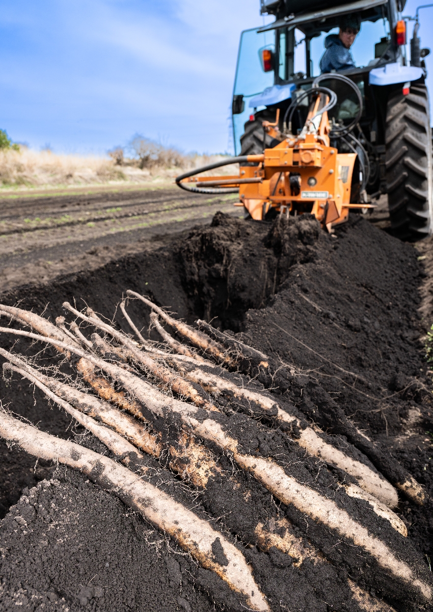 青森県南地方で盛んに行われているナガイモの春掘り=9日、南部町